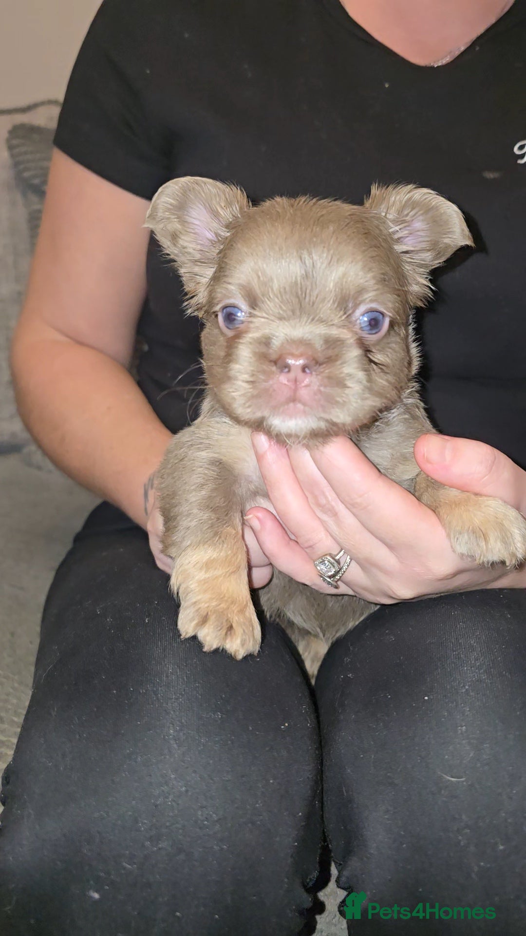 French Bulldog dogs for sale: Quality fluffy kc registered French bulldogs  - Advert 6