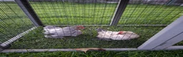 Chickens poultry for sale: Two Bantam Chickens (Male and Female) in Nantwich - Advert 3