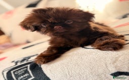 Shih Tzu dogs for sale: Beautiful Imperial Shih Tzu Puppy – Brown Female - Image 3