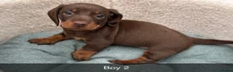 Dachshund dogs for sale: Beautiful Dachshund puppies  - Advert 1