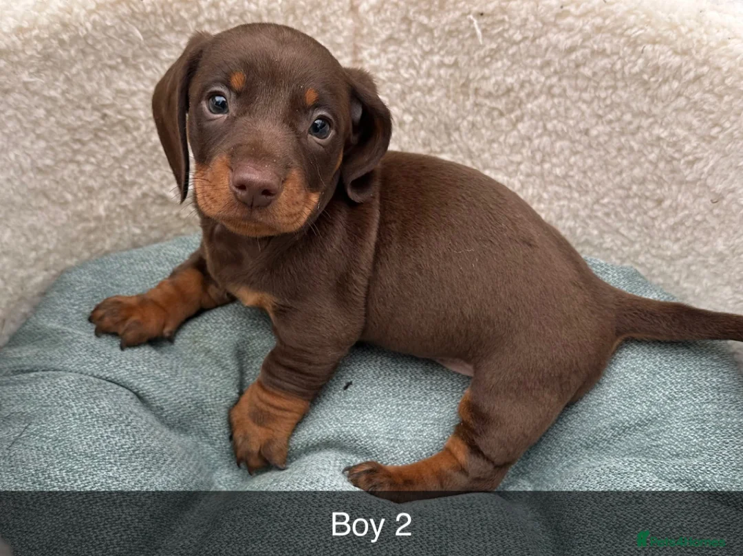 Dachshund dogs for sale: Beautiful Dachshund puppies  - Advert 1