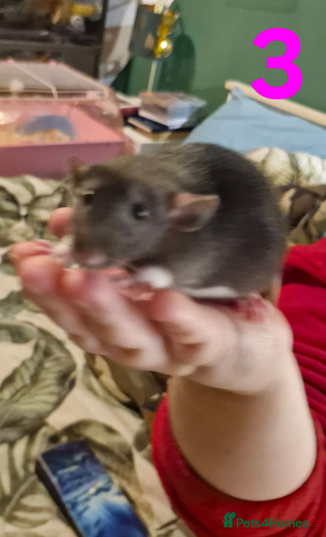 Rat rodents for sale: 9 beautiful girls - Image 10