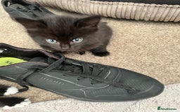 Mixed Breed cats for sale: Kittens - Image 9