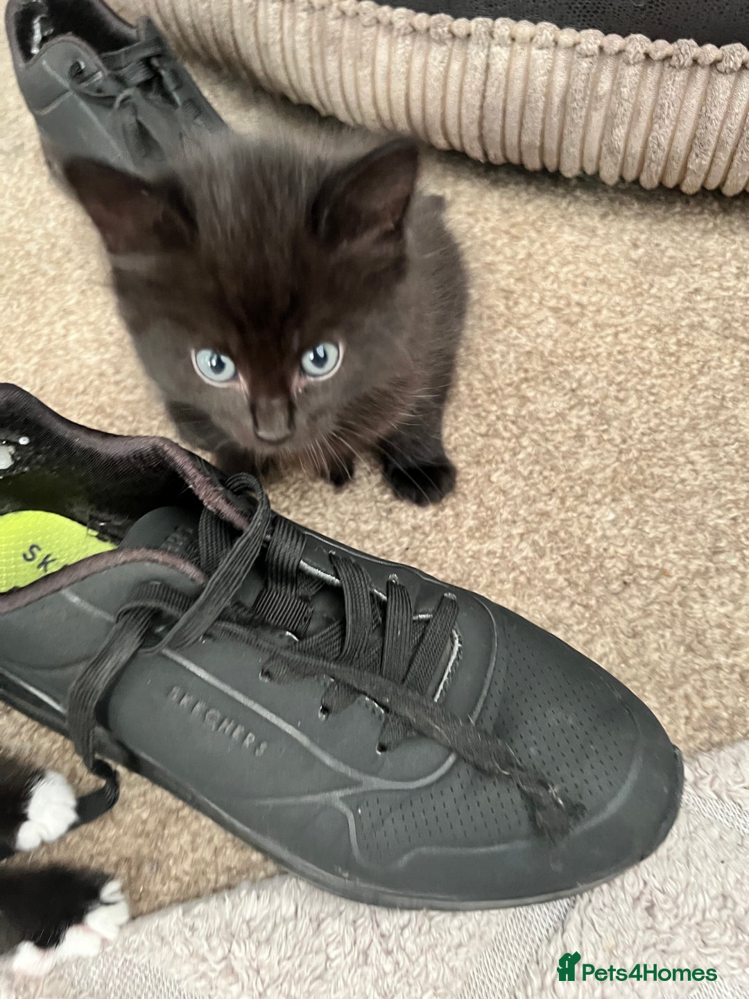 Mixed Breed cats for sale: Kittens - Image 9