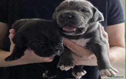 Cane Corso dogs for sale: Cane Corso Pups  - Image 6
