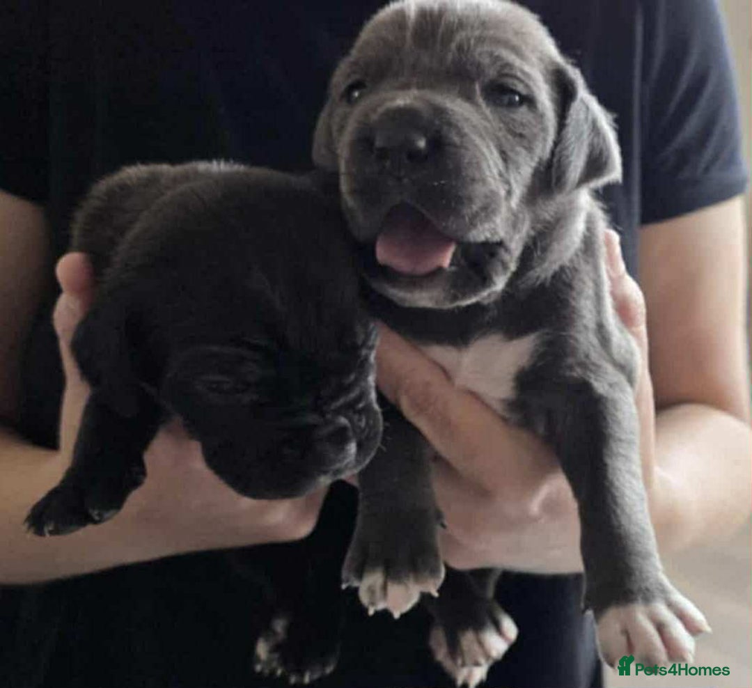 Cane Corso dogs for sale: Cane Corso Pups  - Image 6