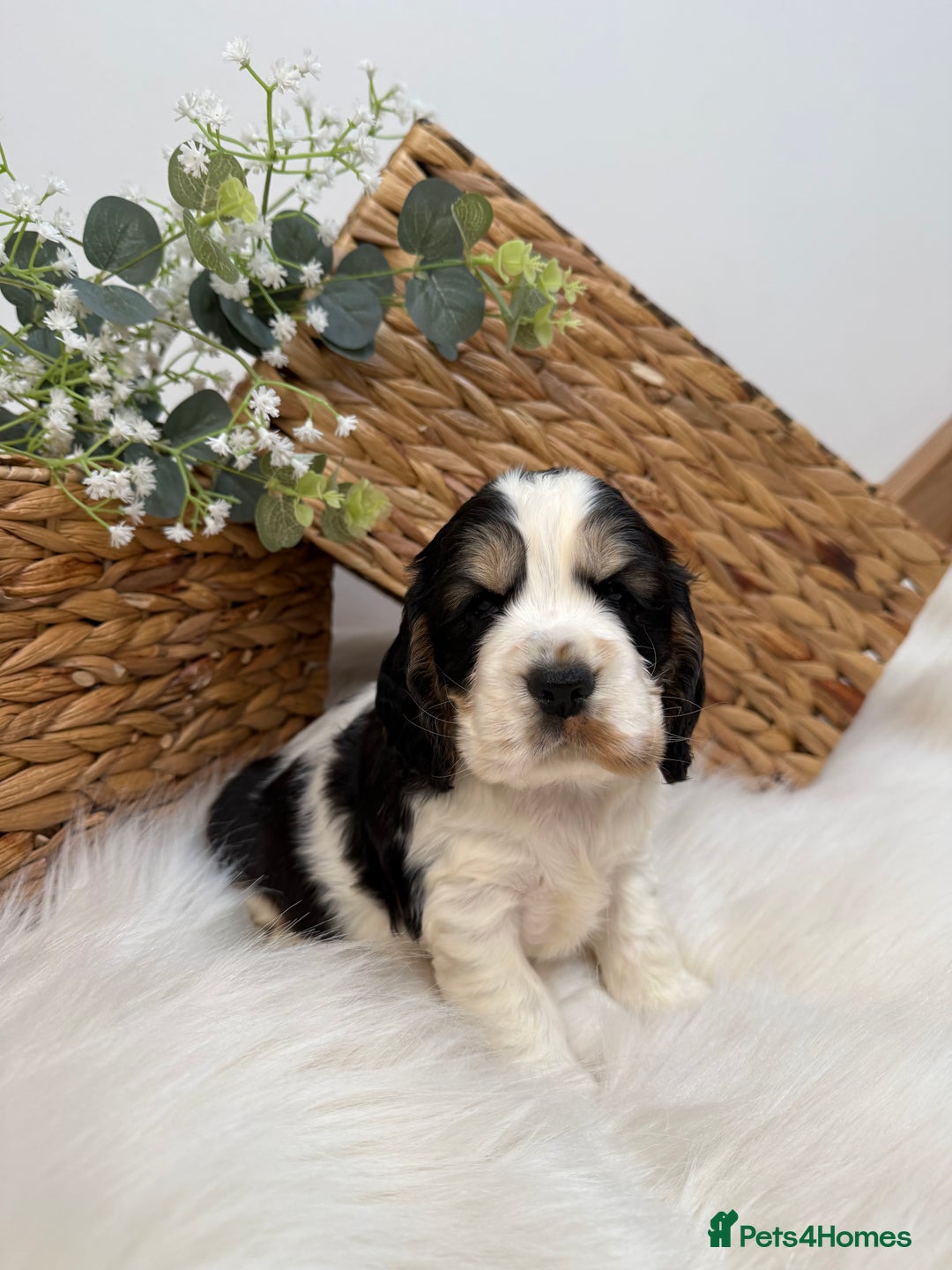 Cocker Spaniel dogs for sale: Quality Health Tested KC Reg Show cocker spaniels  - Advert 15