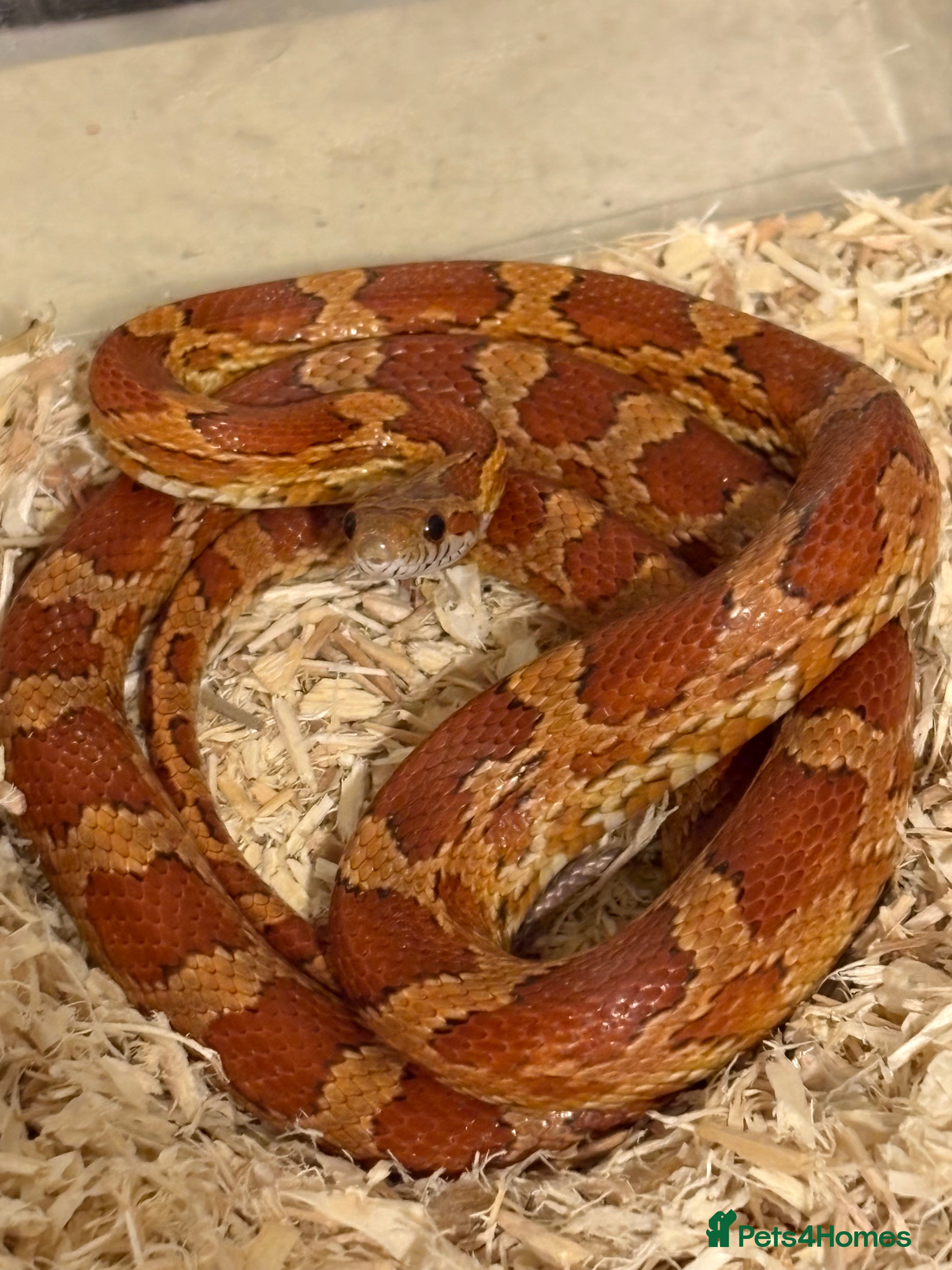 Corn Snake reptiles Corn snake for sale - Advert 1