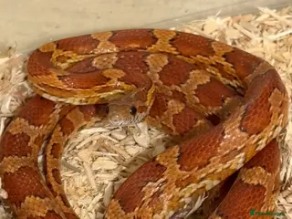 Corn Snake reptiles Corn snake for sale - Advert 5