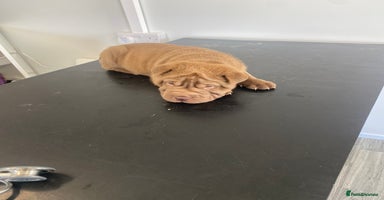 Shar Pei dogs - Advert 4