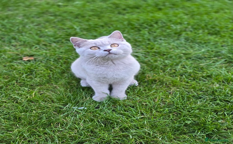 British Shorthair cats - Advert 1
