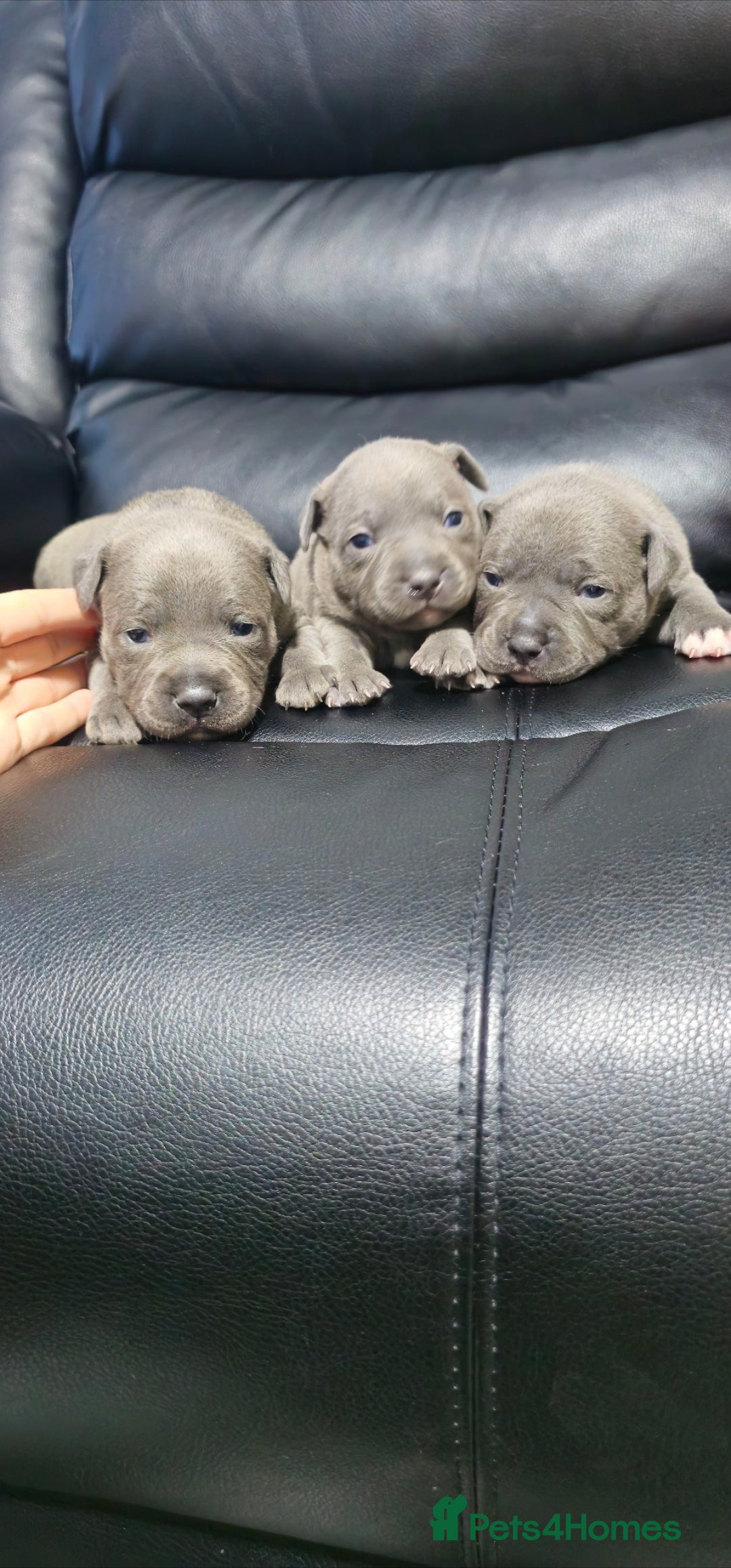 Staffordshire Bull Terrier dogs for sale: Staffordshire bull terrier  - Advert 13