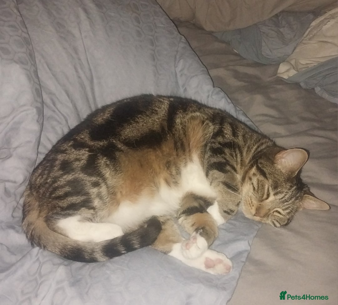 European cats for sale: Female indoor cat looking for rehoming - Image 2