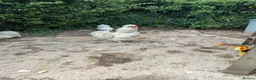 Chickens poultry for sale: 2 year old Silkie Cockeral in Crediton - Advert 2