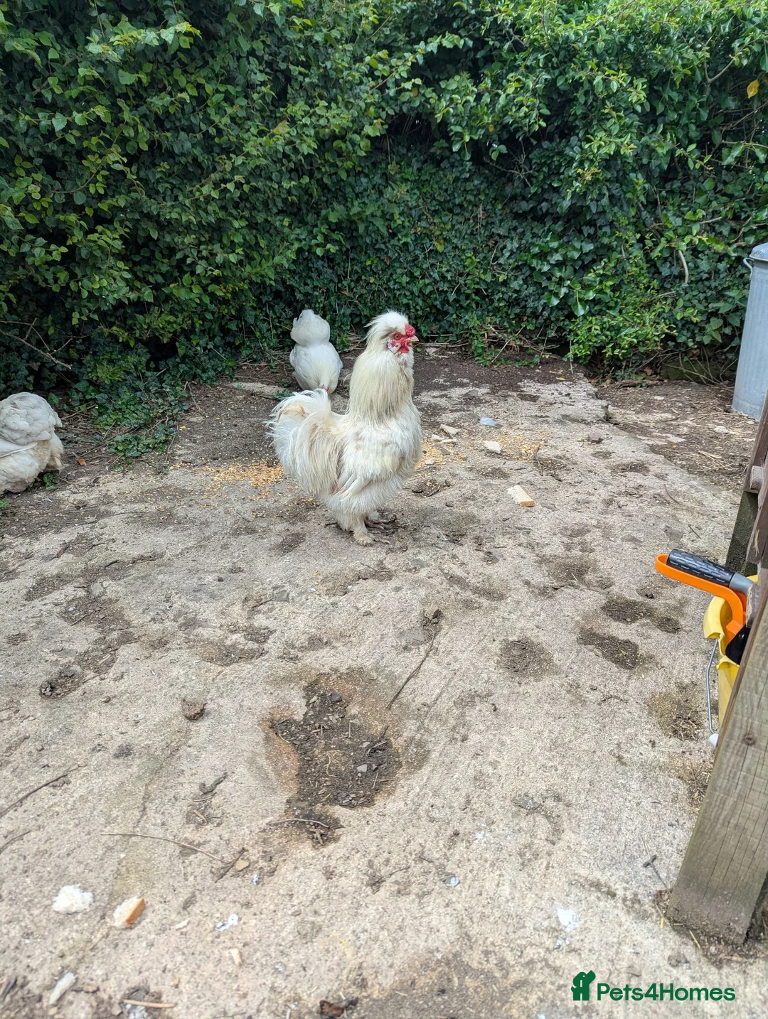 Chickens poultry for sale: 2 year old Silkie Cockeral in Crediton - Advert 2