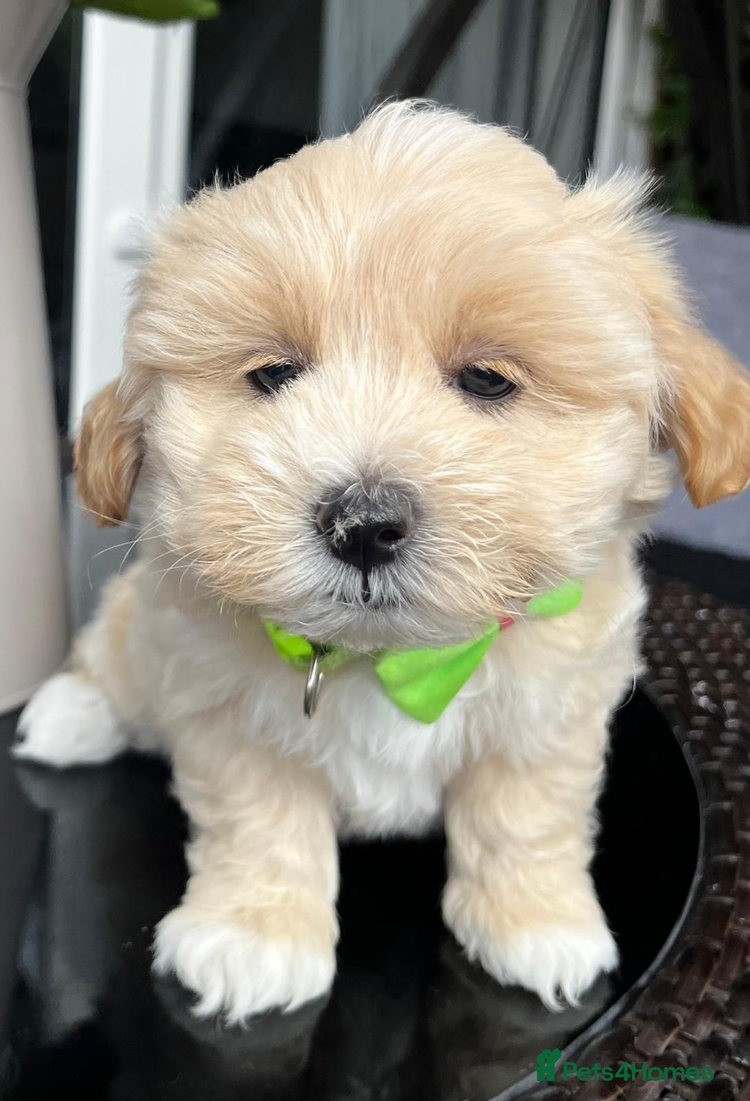 Maltipoo dogs for sale: Adorable Maltipoo  - Image 21