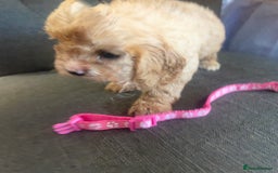 Cavapoo dogs for sale: Adorable small toy cavapoos girls and boys  - Image 12