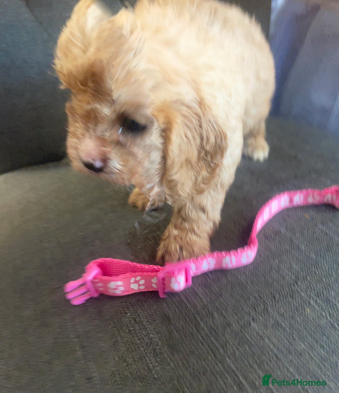 Cavapoo dogs for sale: Adorable small toy cavapoos girls and boys  - Image 12