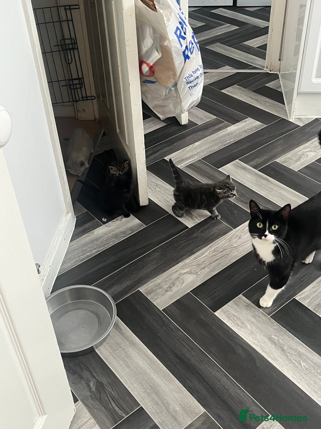 Mixed Breed cats for sale: 4 beautiful friendly mixed breed kittens for sale  in Northwich - Image 13