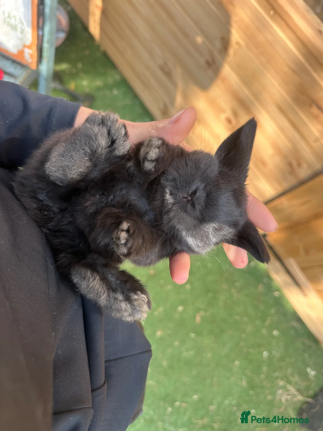 Mini Lop rabbits for sale: Baby Mini Lops - Advert 3