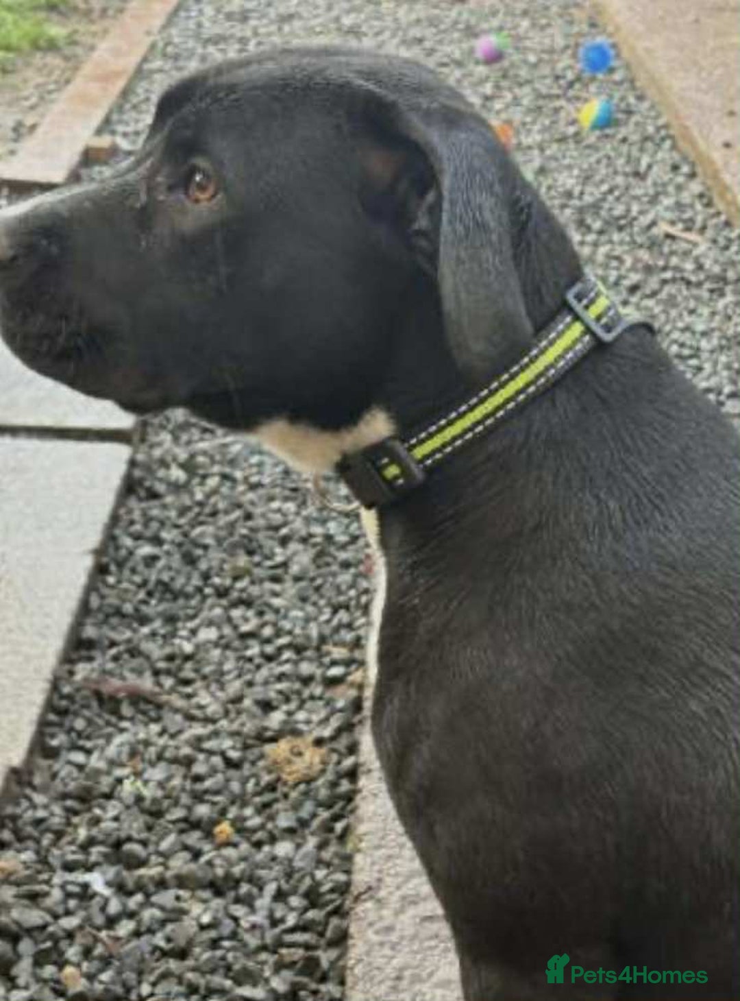 Mixed Breed dogs for sale: 9 month old staffy mix - Advert 3