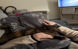 British Longhair cats for sale: Female 1 year old cat  - Image 2