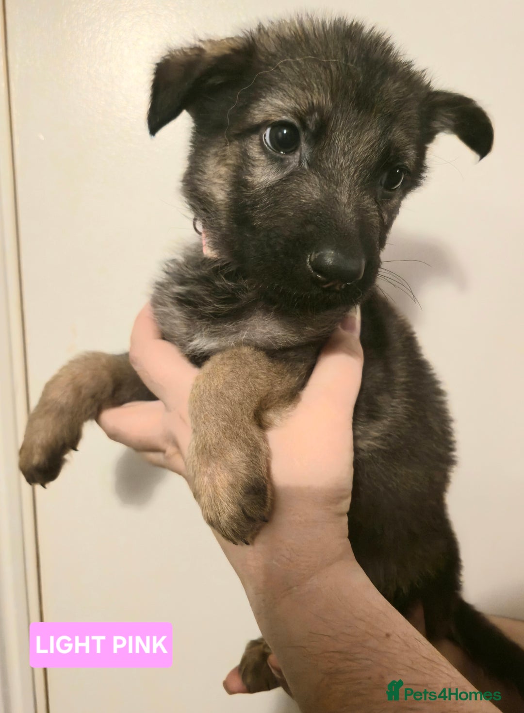 German Shepherd dogs for sale: German Shepherd Puppies - Advert 7