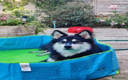 Pomsky dogs for sale: 8 month Pomsky - Image 2