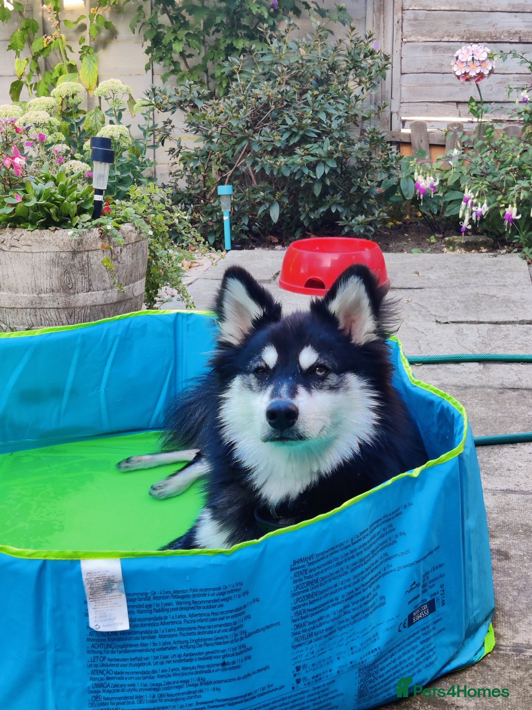 Pomsky dogs for sale: 8 month Pomsky - Image 2