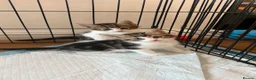Mixed Breed cats for sale: Kittens for sale  - Advert 1