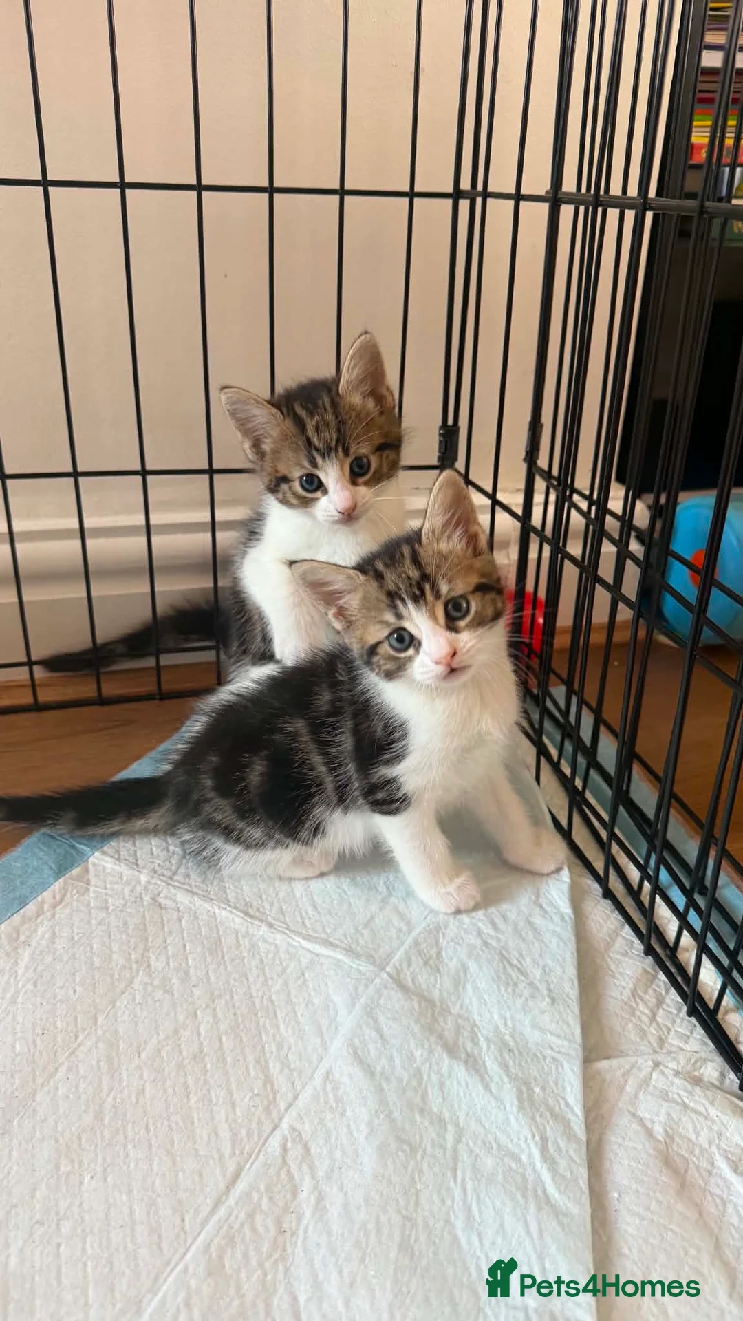 Mixed Breed cats for sale: Kittens for sale  - Advert 1