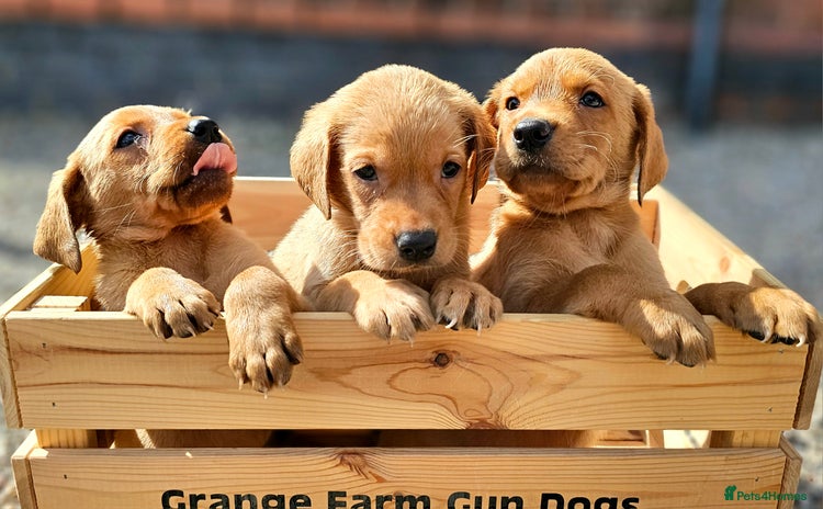 Labrador Retriever dogs - Advert 1