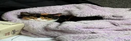 Mixed Breed cats for sale: Beautiful Calico Cat Ready for a Home - Advert 15