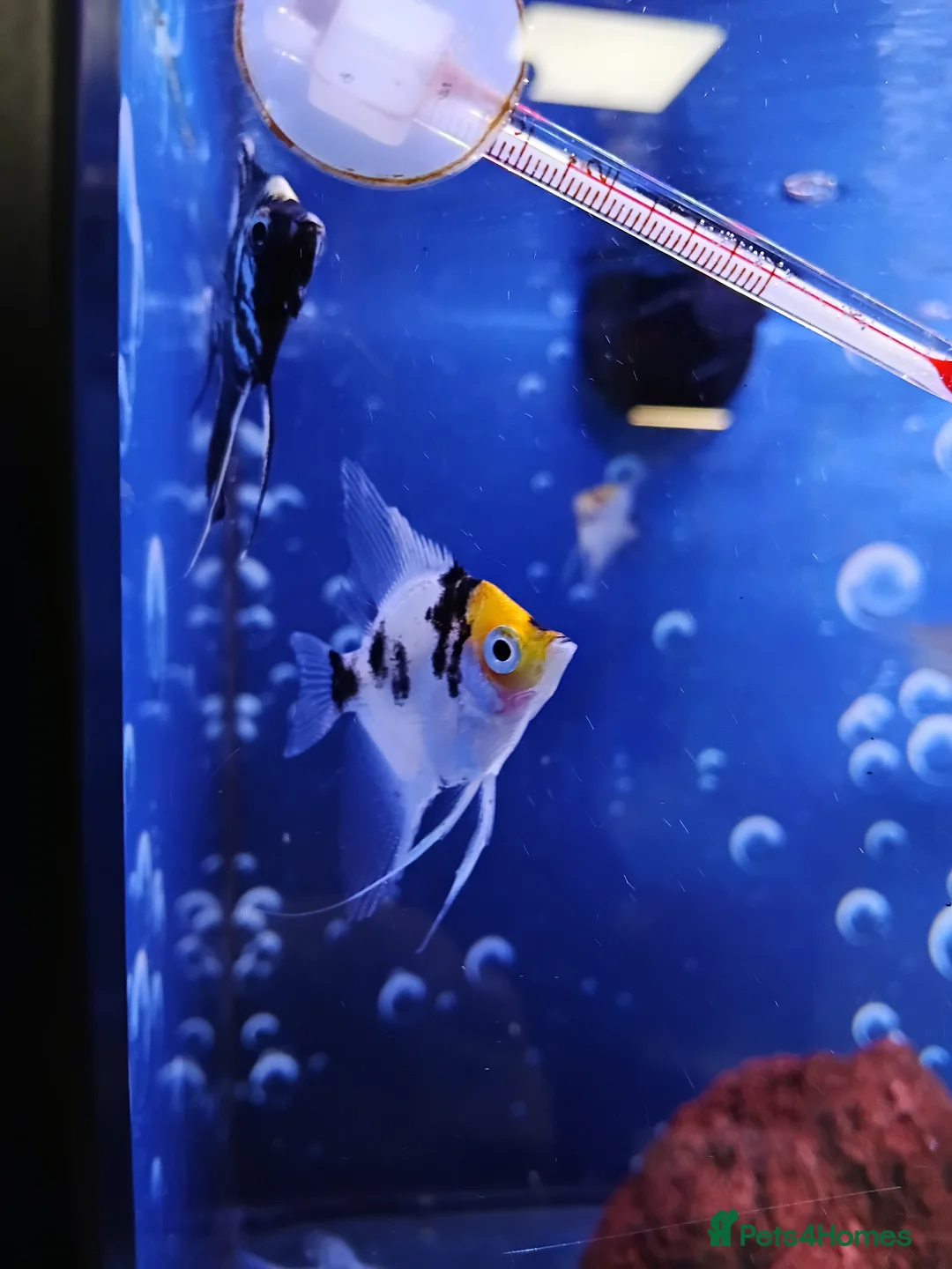 Other/Mixed Breed fish for sale: Mixed tropical and cold water fish - Advert 1