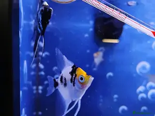 Other/Mixed Breed fish Mixed tropical and cold water fish - Advert 1