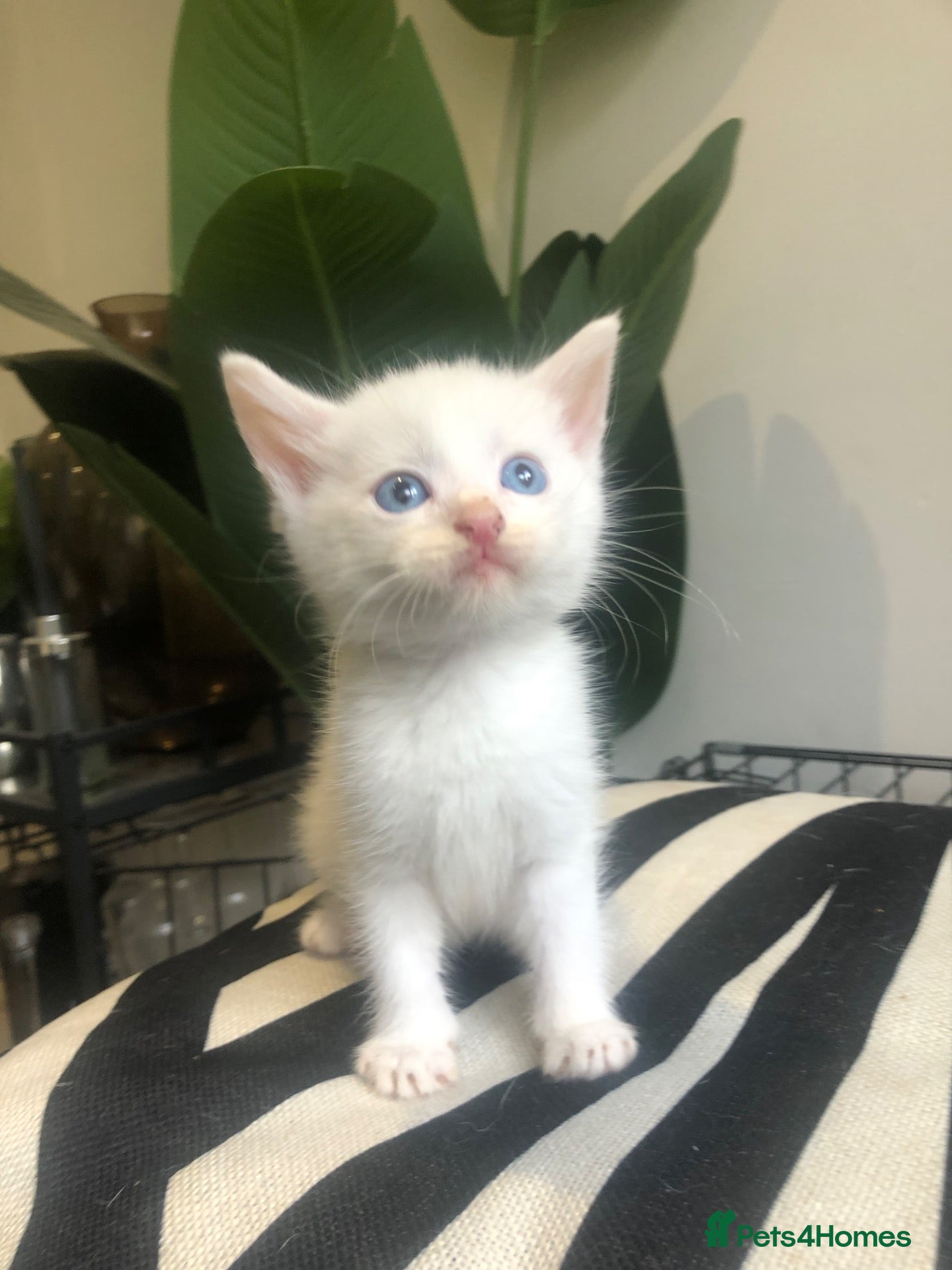 Khao Manee cats 5 lovely kittens looking seeking forever homes - Advert 1