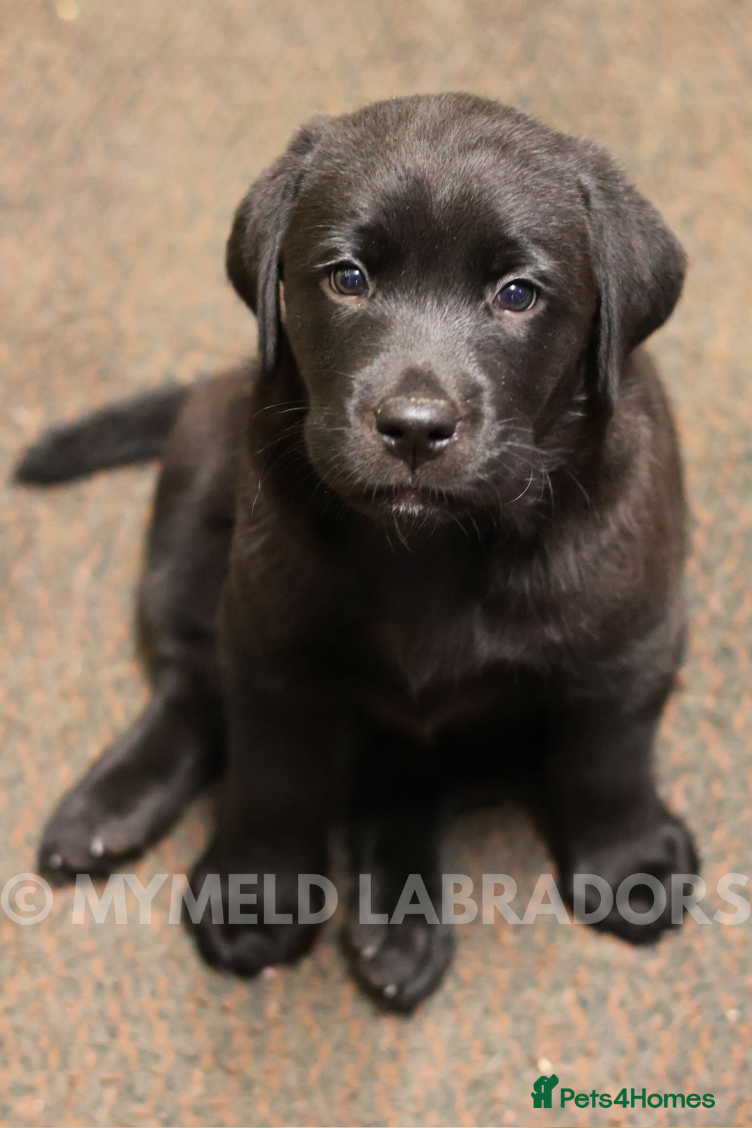 Labrador Retriever dogs for sale: Well bred & fed: Black Boy Ready for New Home🖤🏠 - Advert 1
