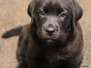 Labrador Retriever dogs Pick of Litter Black Male – Beautifully Balanced - Advert 7