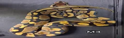 Python Snake reptiles for sale: Royal Pythons Male and Females  - Advert 8