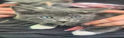 Mixed Breed cats for sale: Stunning kittens for sale  in Nottingham - Advert 7