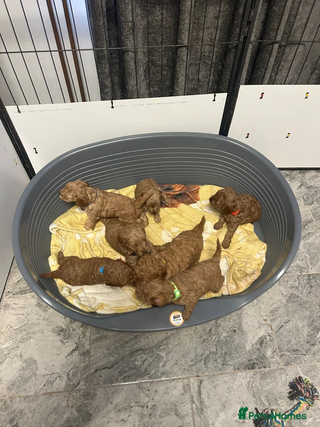 Cavapoo dogs for sale: F1b red Cavapoos 4 boys 4 girls  in Wisbech - Advert 18