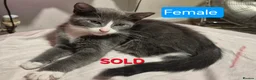 Russian Blue cats for sale: 1 Female Russian Blue X kitten Left  in Bedford - Advert 13