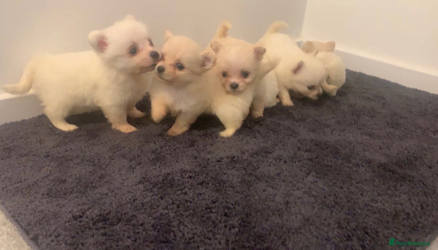 Pomeranian dogs Beautiful Pomeranian Puppies – 4 Boys & 2 Girls - Advert 3