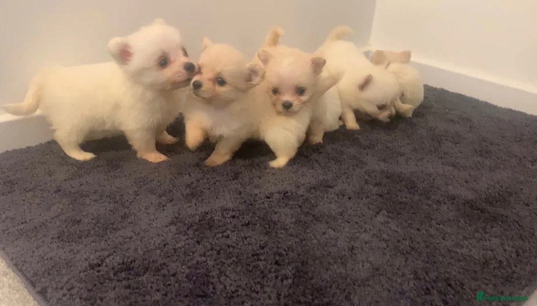Pomeranian dogs for sale: Beautiful Pomeranian Puppies – 4 Boys & 2 Girls - Advert 1