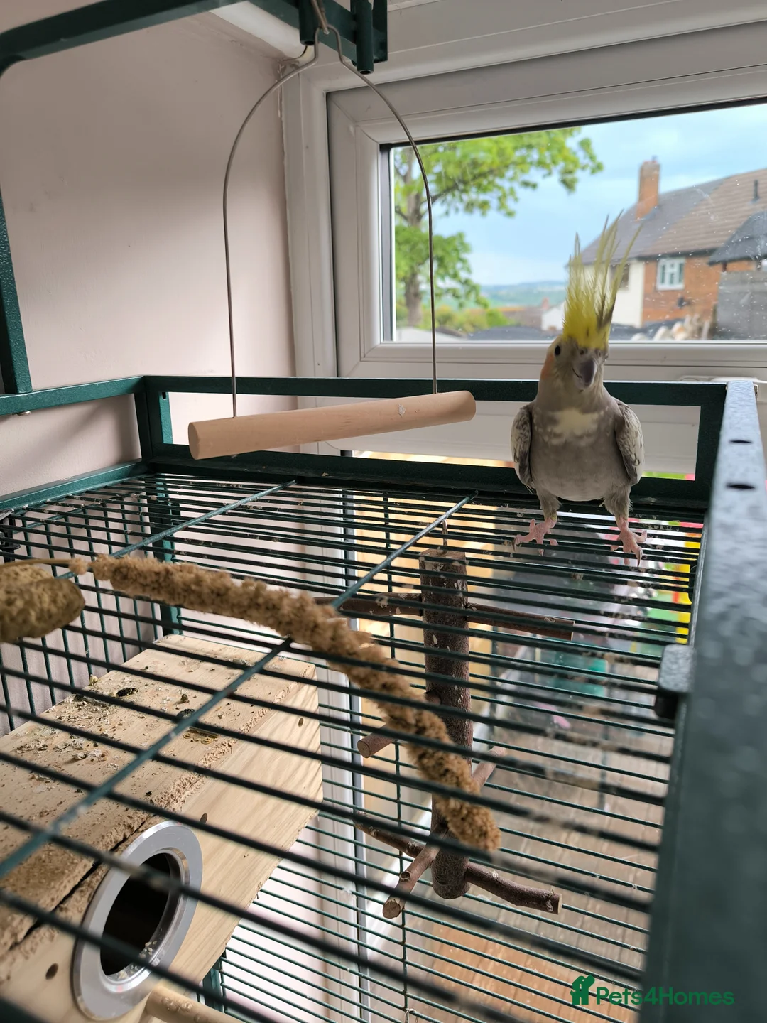 Cockatiels birds for sale: Pair of Cockatiel 3-4 years old in Dewsbury - Advert 2