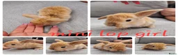 Mini Lop rabbits for sale: Mini lop babies available for reserve  - Advert 6