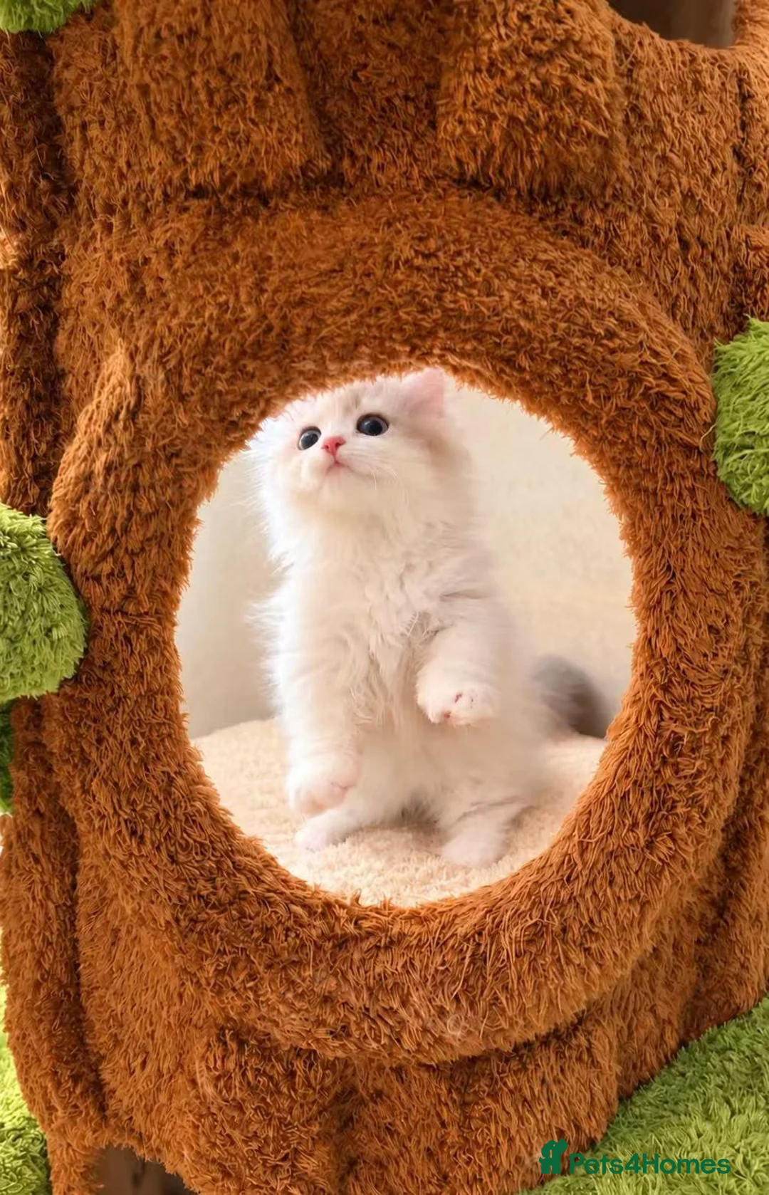 Munchkin cats for sale: Show-Quality Minuet Kittens – Rare in the UK - Advert 1