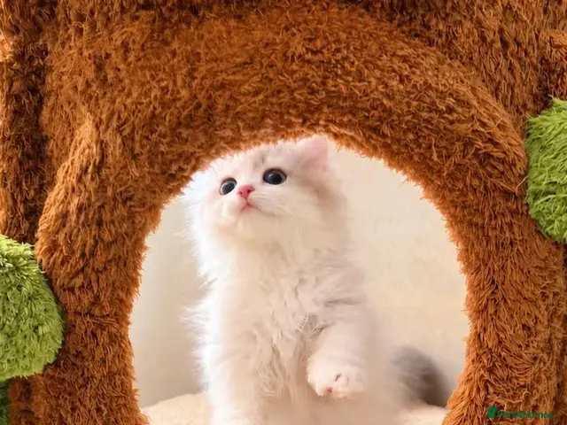 Munchkin cats Show-Quality Minuet Kittens – Rare in the UK - Advert 14
