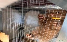 British Shorthair cats for sale: British shorthair kittens  - Image 24