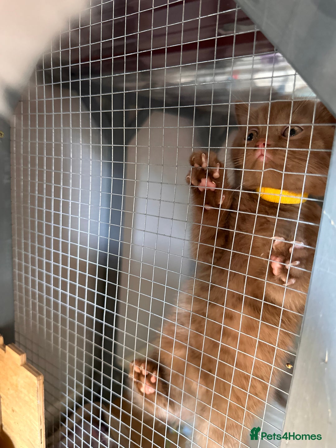 British Shorthair cats for sale: British shorthair kittens  - Image 24